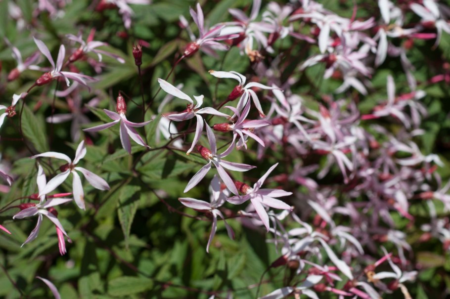 Гилления Портера