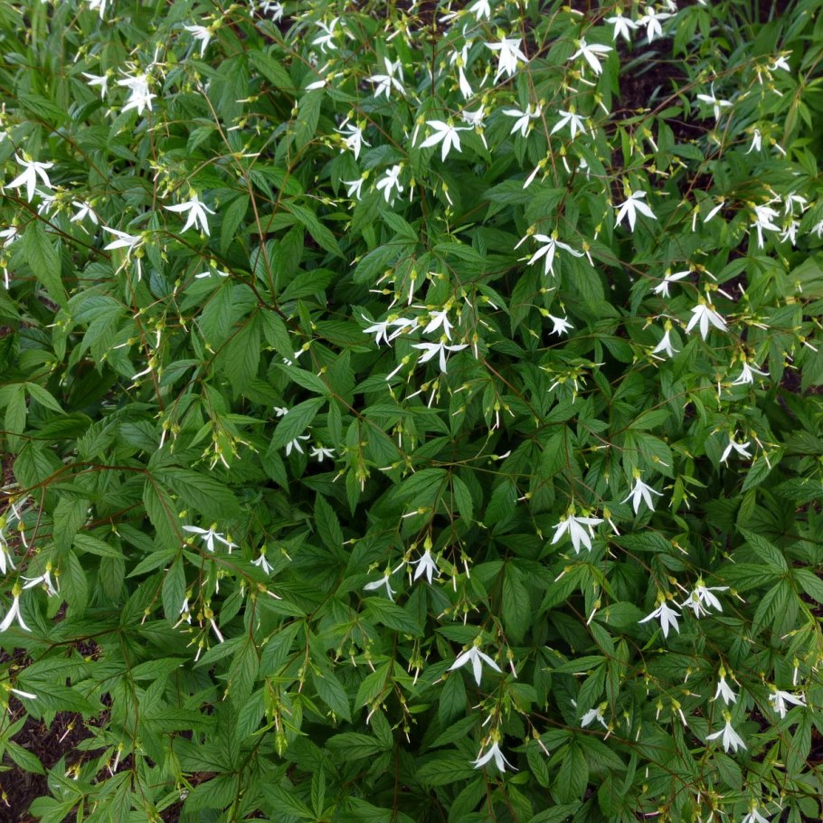 Гилления Gillenia trifoliata