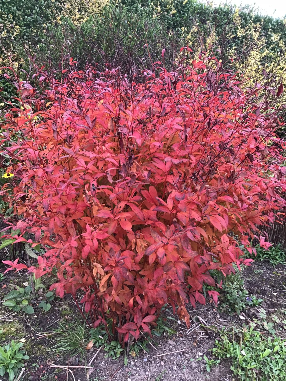 Гилления трехлистная в ландшафтном дизайне