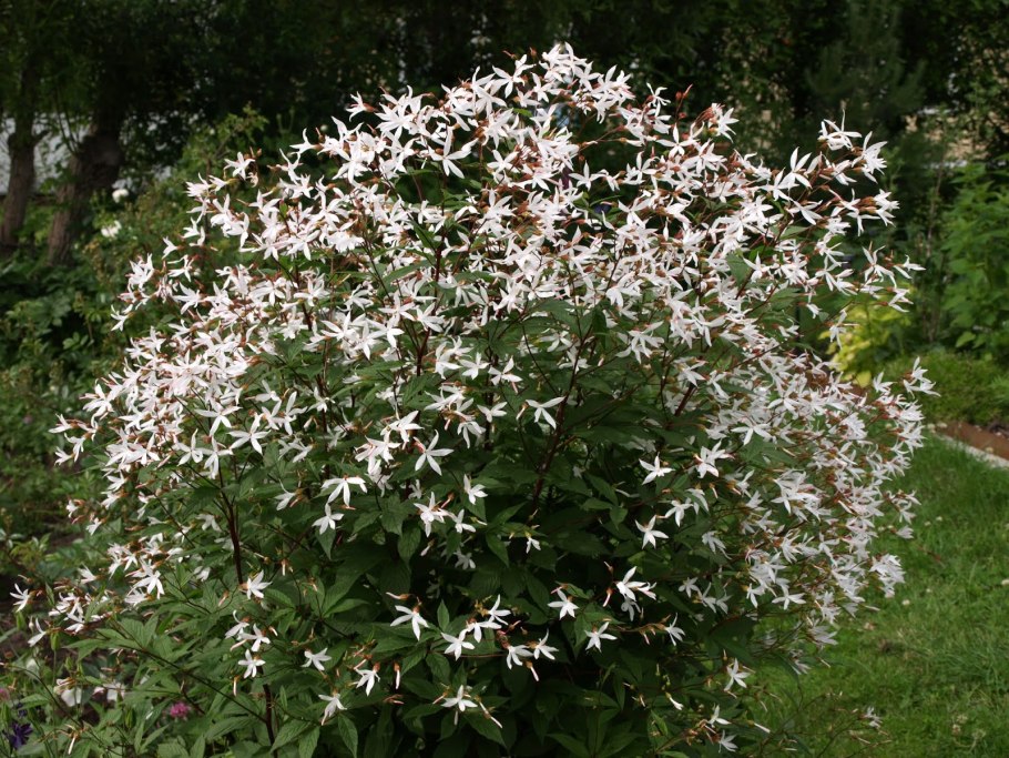 Гилления trifoliata