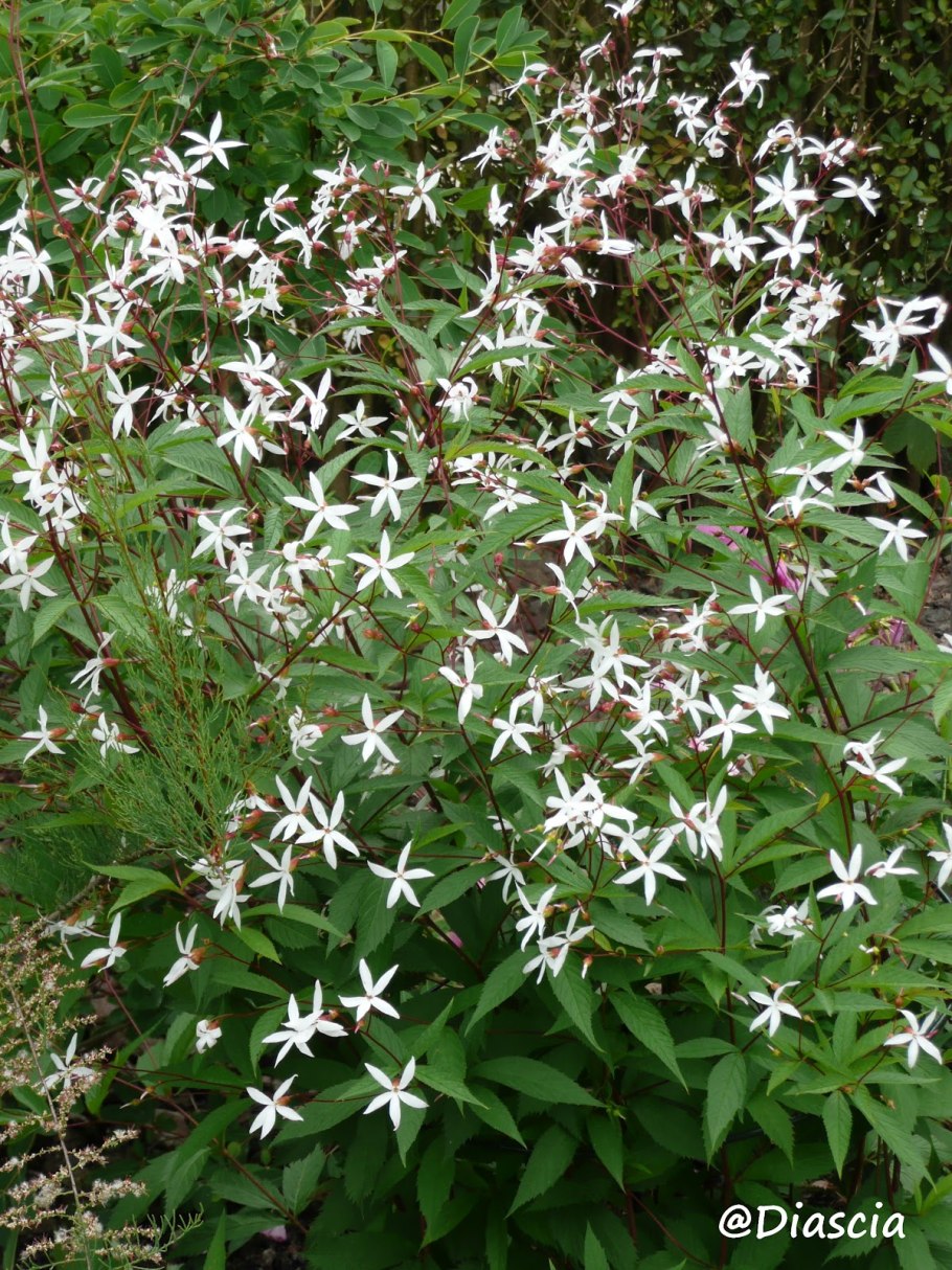 Гилления трехлистная