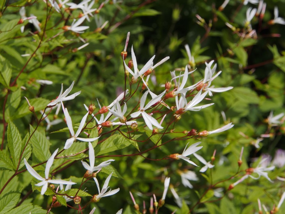 Гилления тройчатая