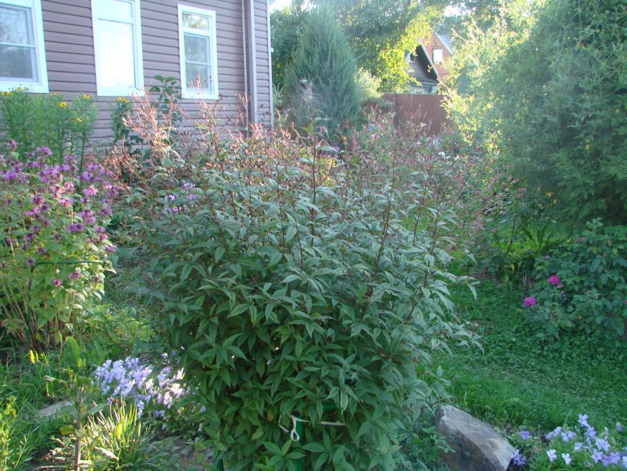 Гилления купить авито