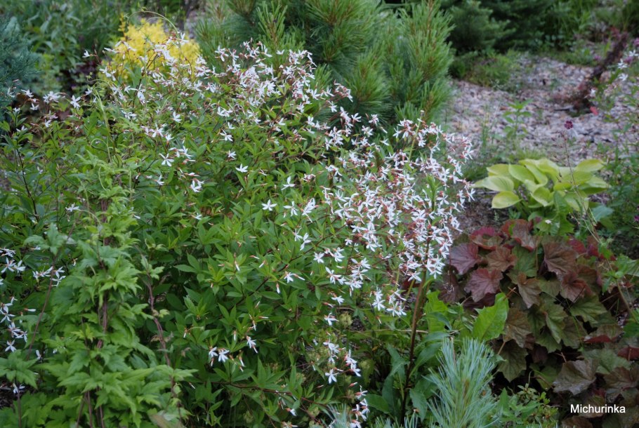 Гилления тройчатая