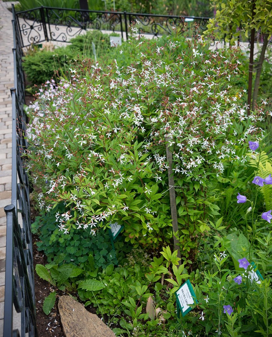 Лилия трехлистная