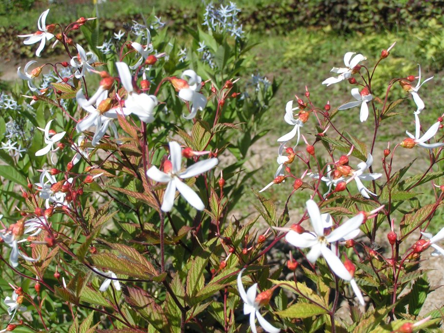 Гилления тройчатая