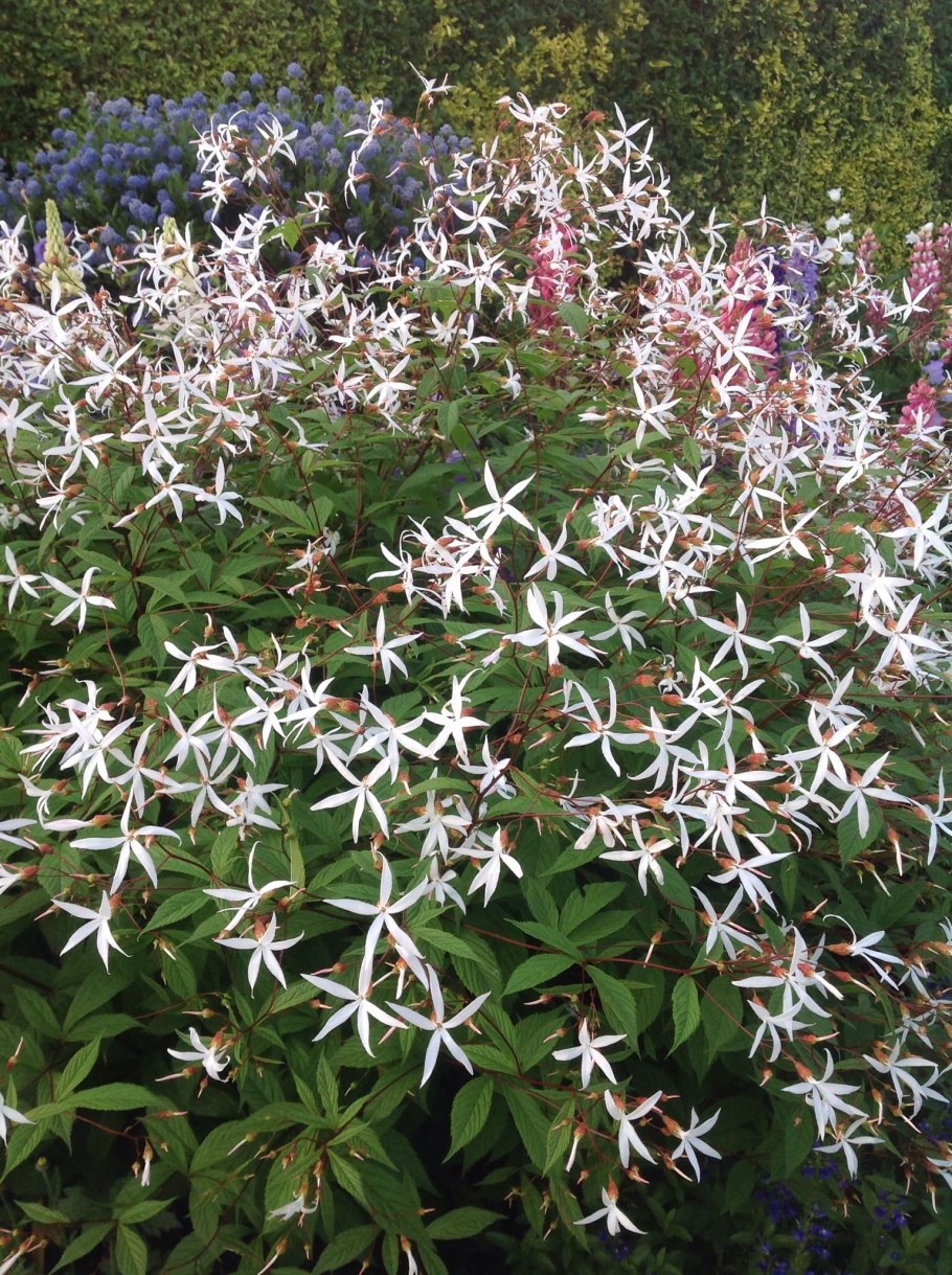 Гилления тройчатая