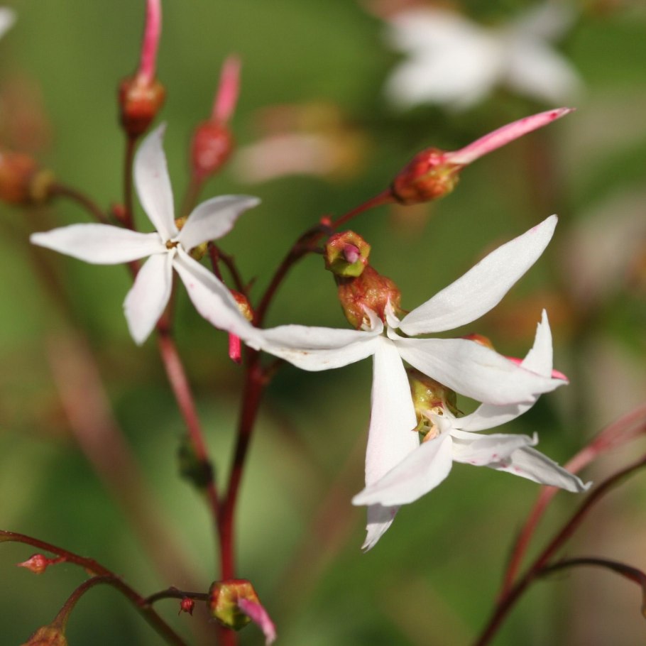 Гилления трехлистная