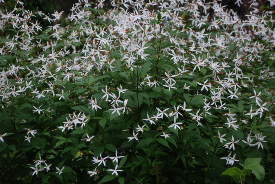 Гилления трехлистная, Gillenia trifoliata