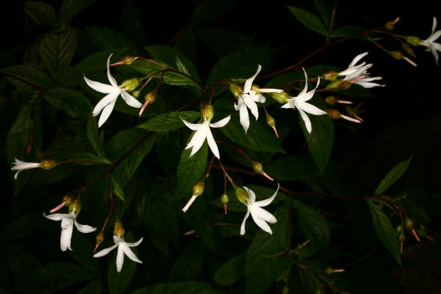 Гилления трехлистная белая