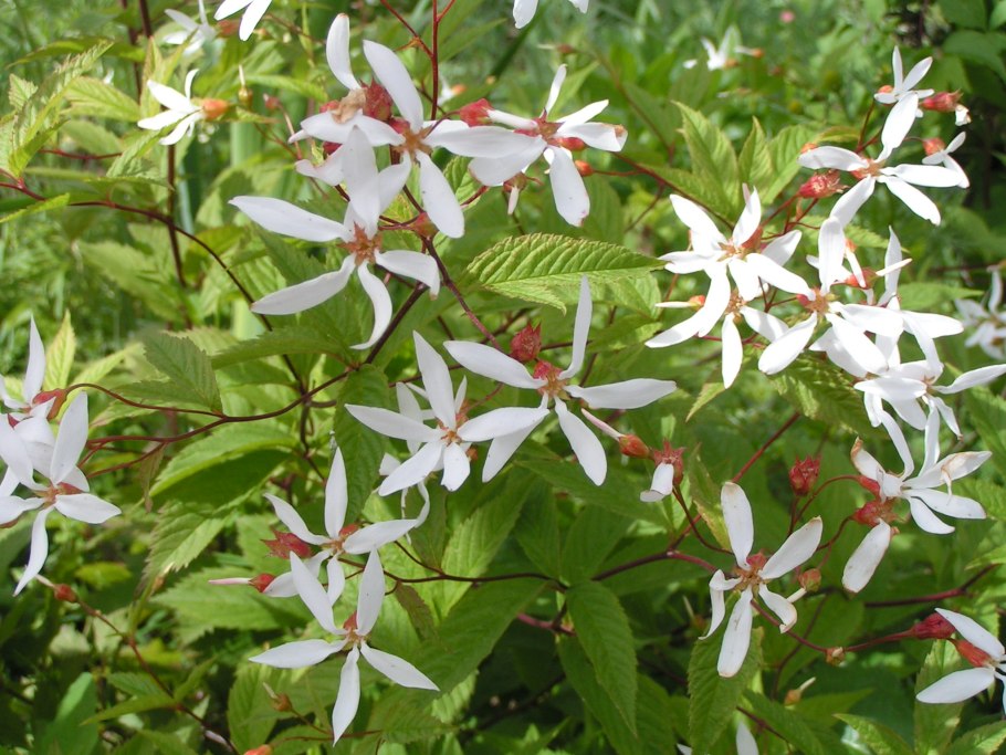 Гилления трехлистная (сорт 'Pink Profusion')