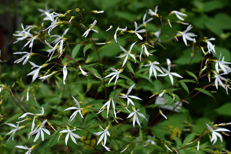 Гилления трехлистная в ландшафтном дизайне