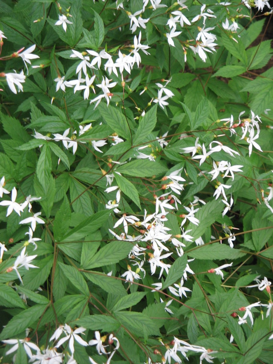 Гилления тройчатая