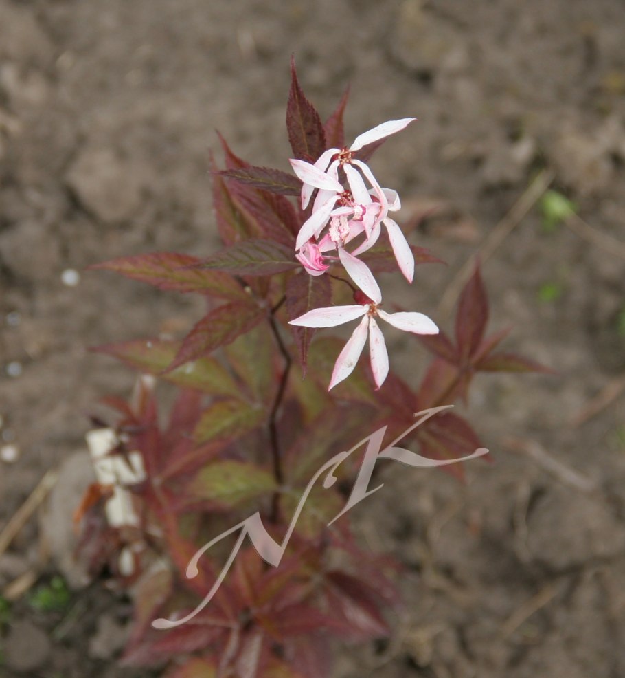 Гилления трехлистная купить