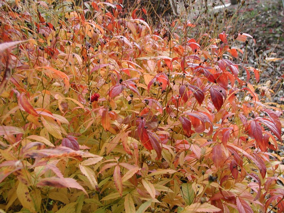 Гилления трехлистная