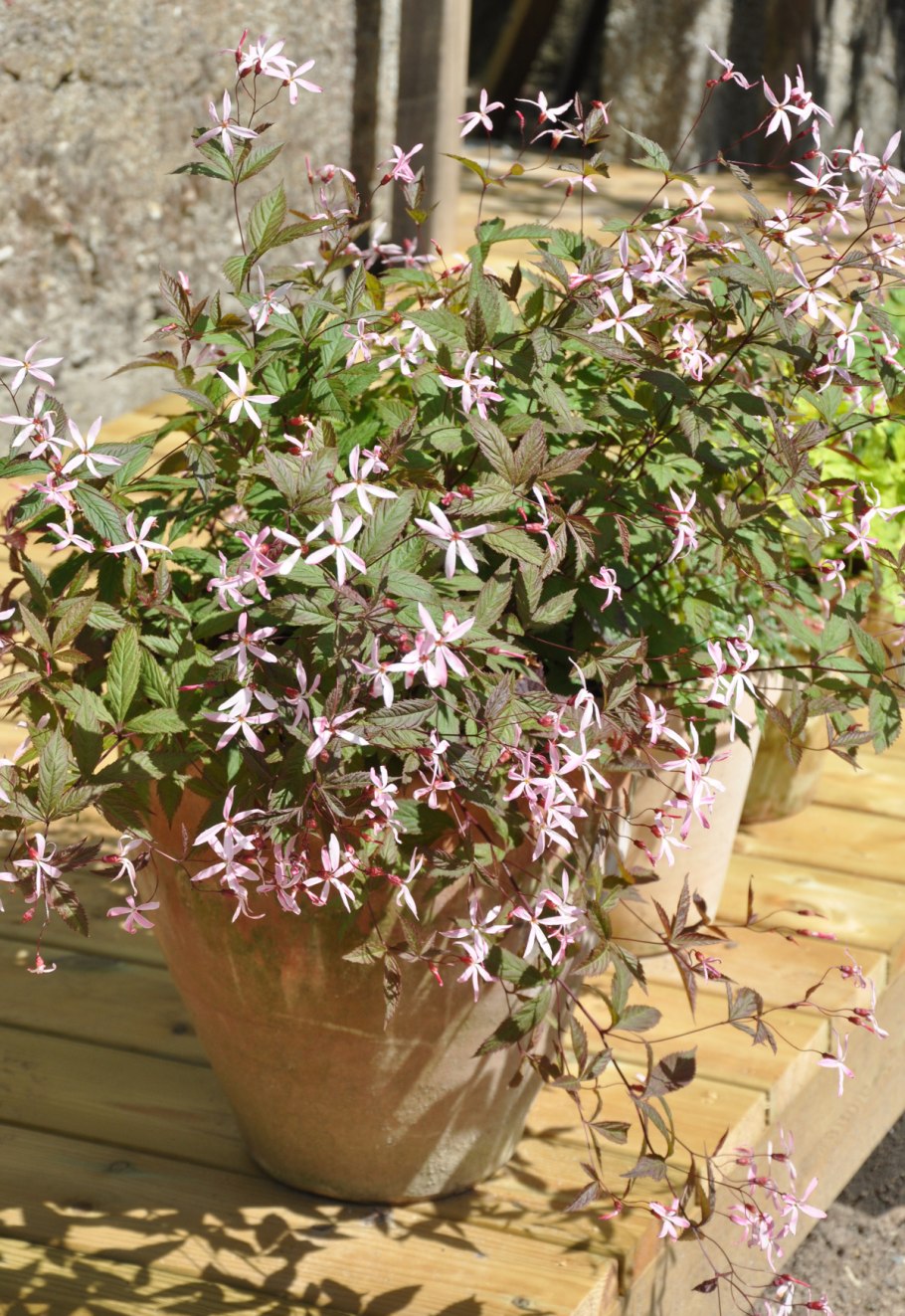 Гилления трехлистная Пинк Профьюжн