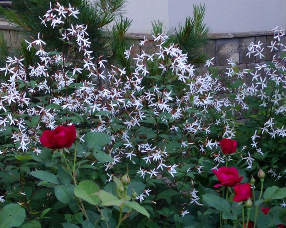 Гилления трёхлистная в ландшафтном