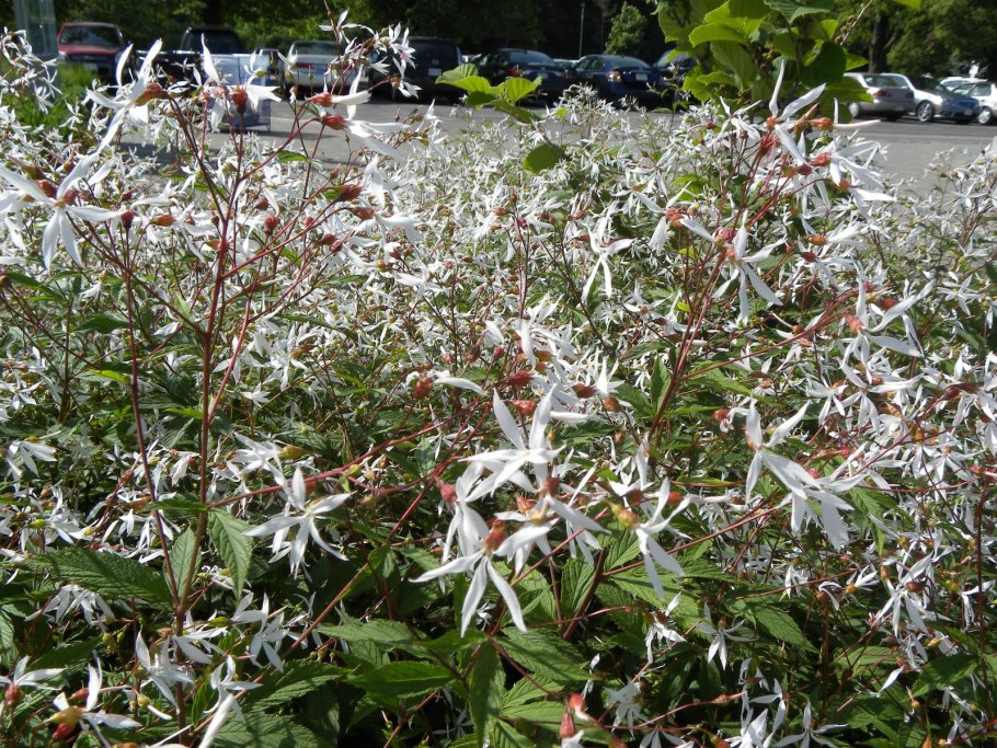 Гилления тройчатая