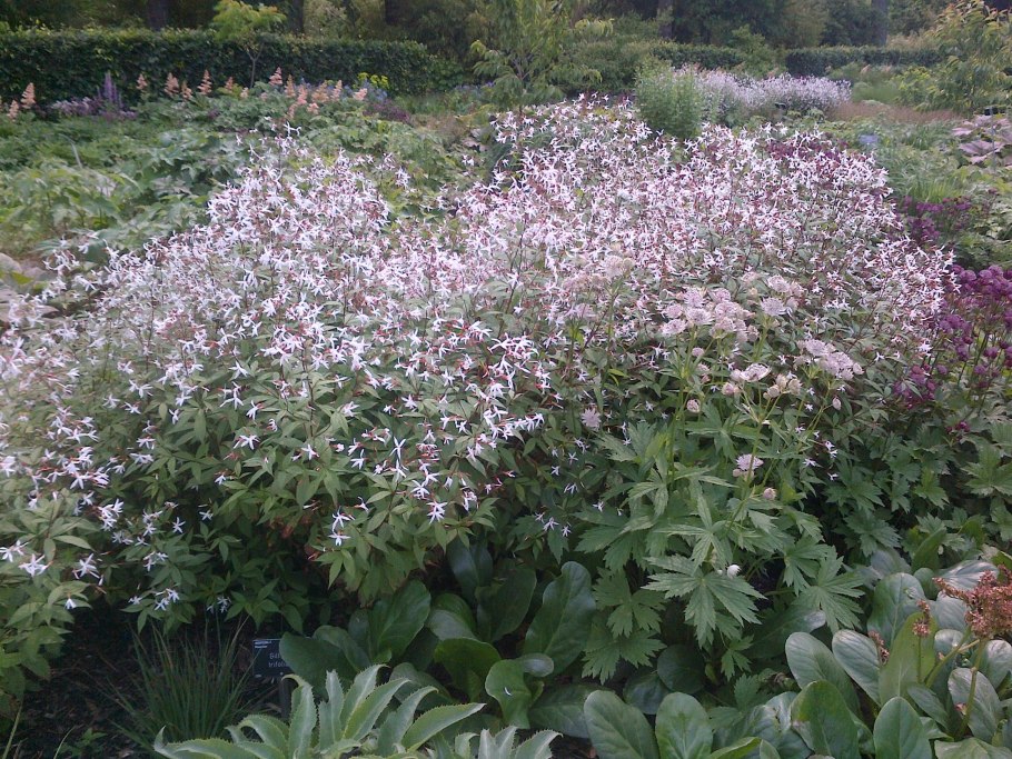 Гилления трифолиата