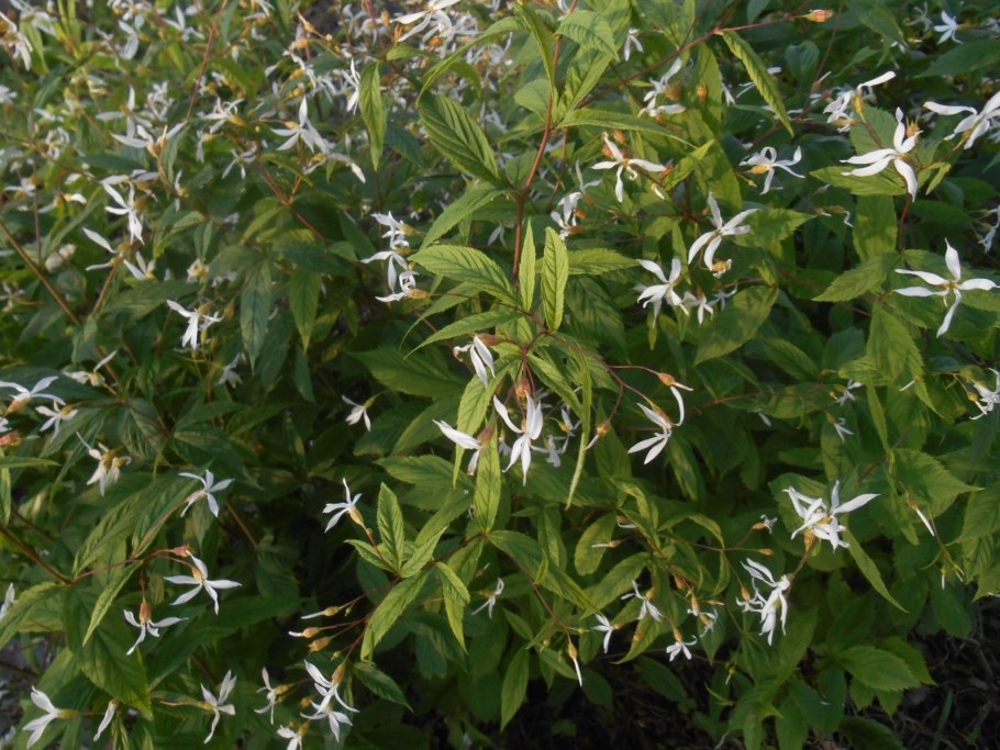 Гилления трехлистная