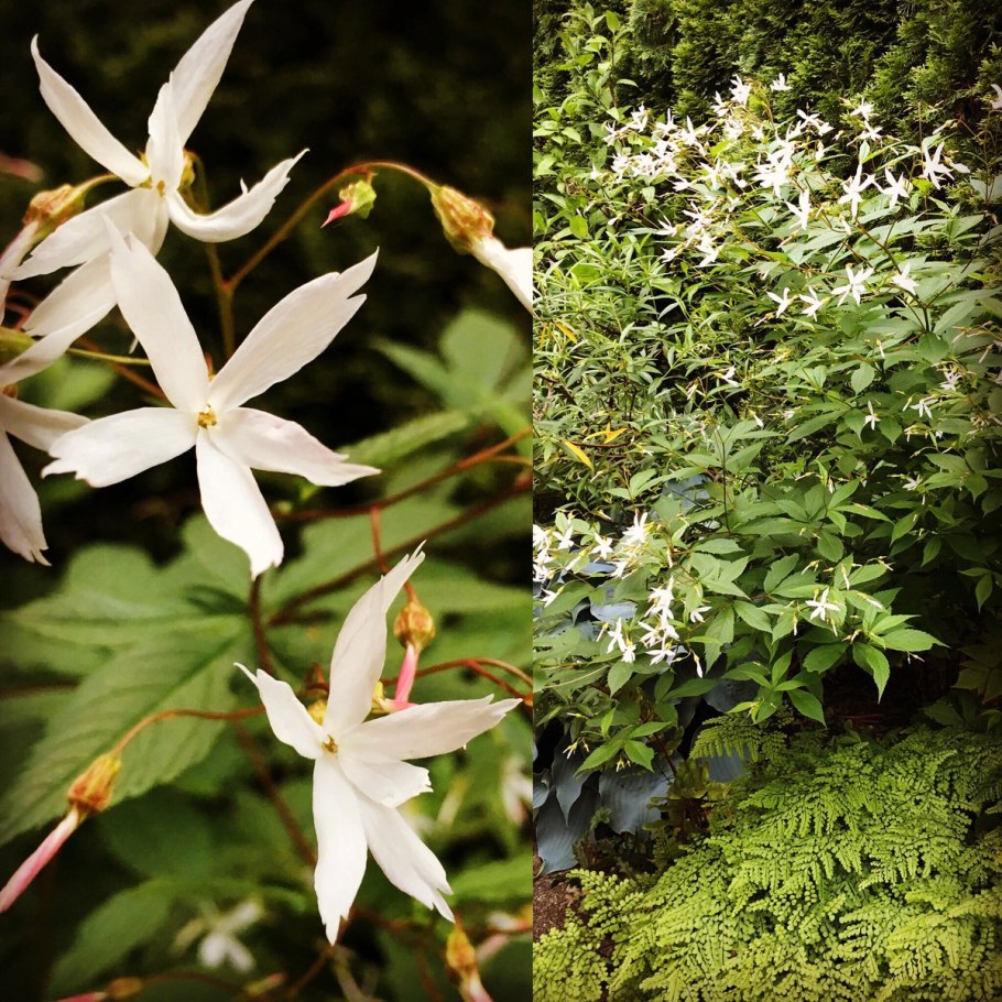 Гилления тройчатая