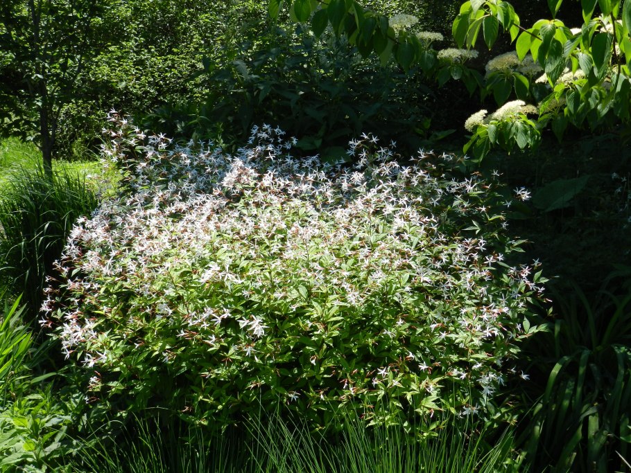 Гилления трехлистная в ландшафтном дизайне