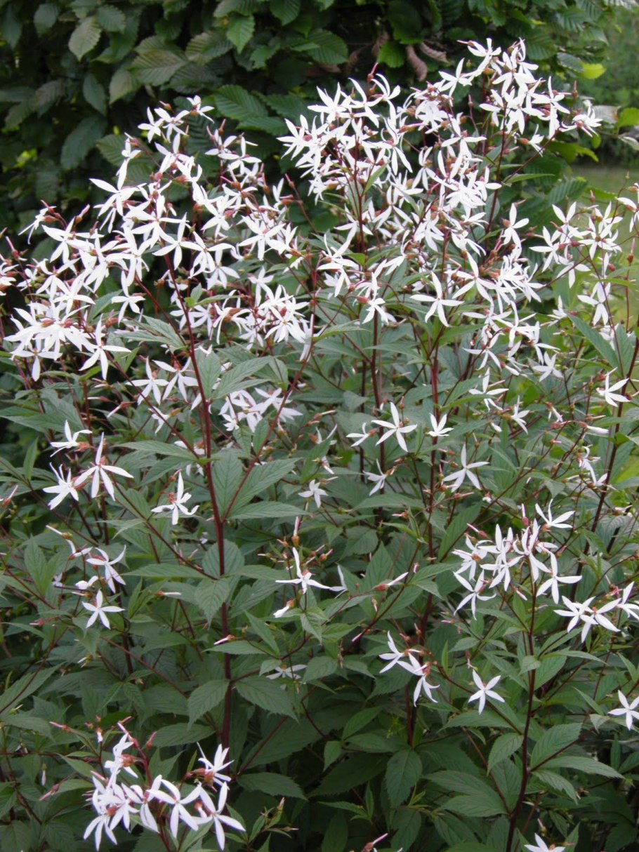 Гилления трехлистная