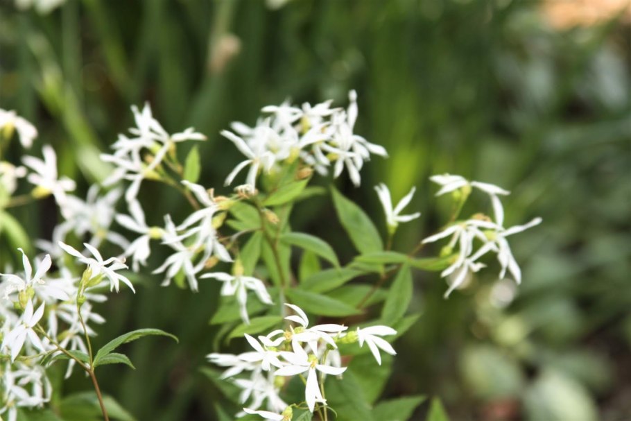 Гилления трехлистная