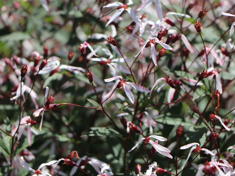 Гилления трифолиата