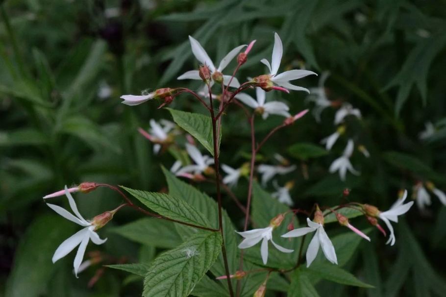 Гилления тройчатая