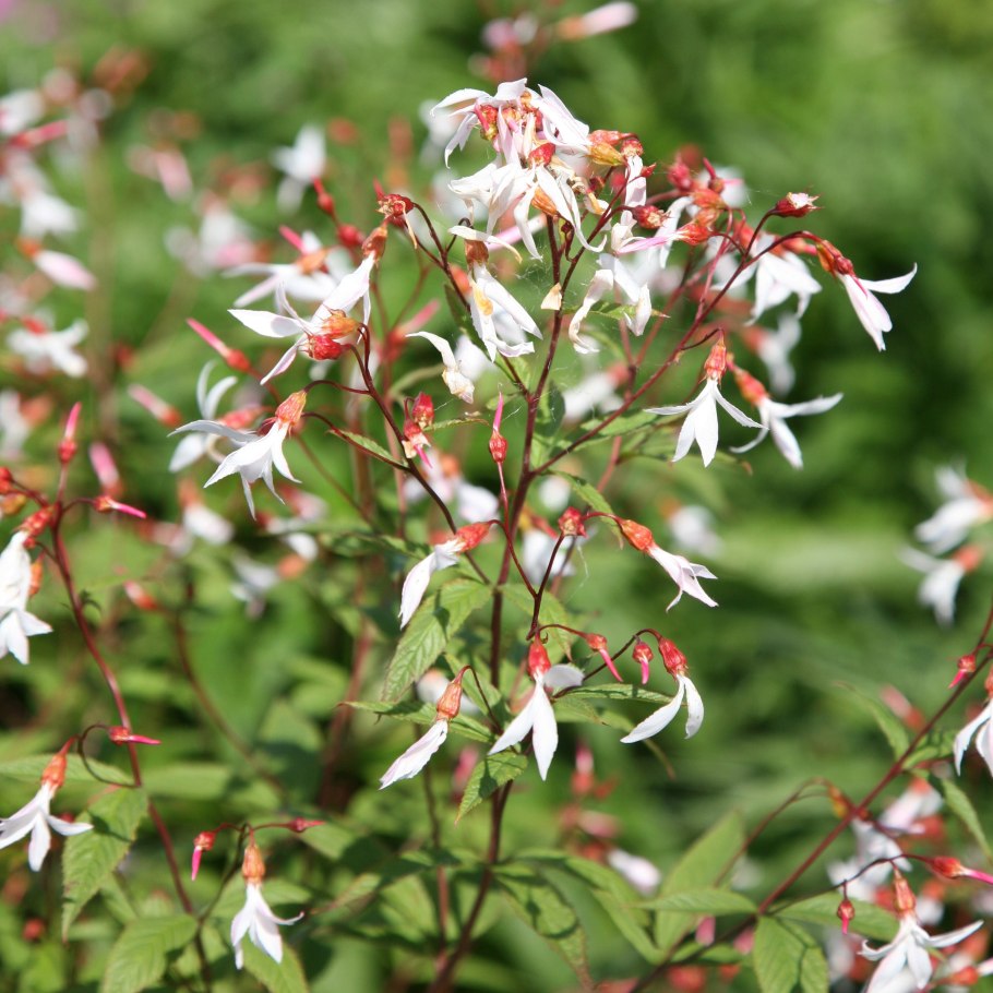 Гилления trifoliata