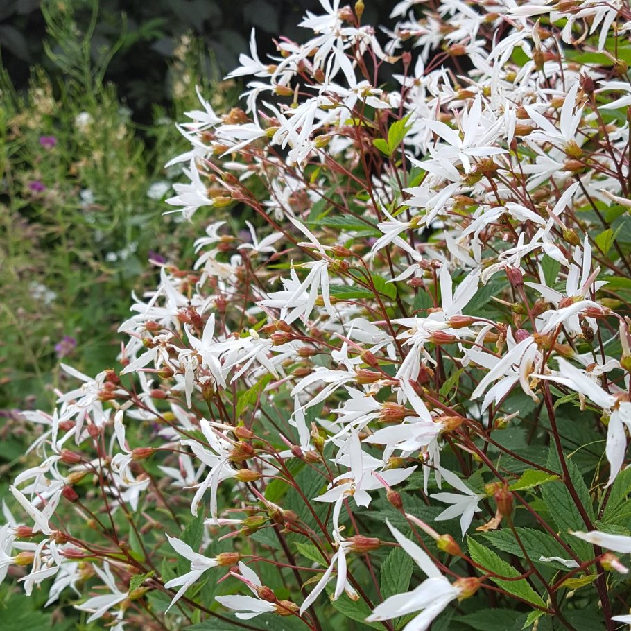 Гилления трехлистная