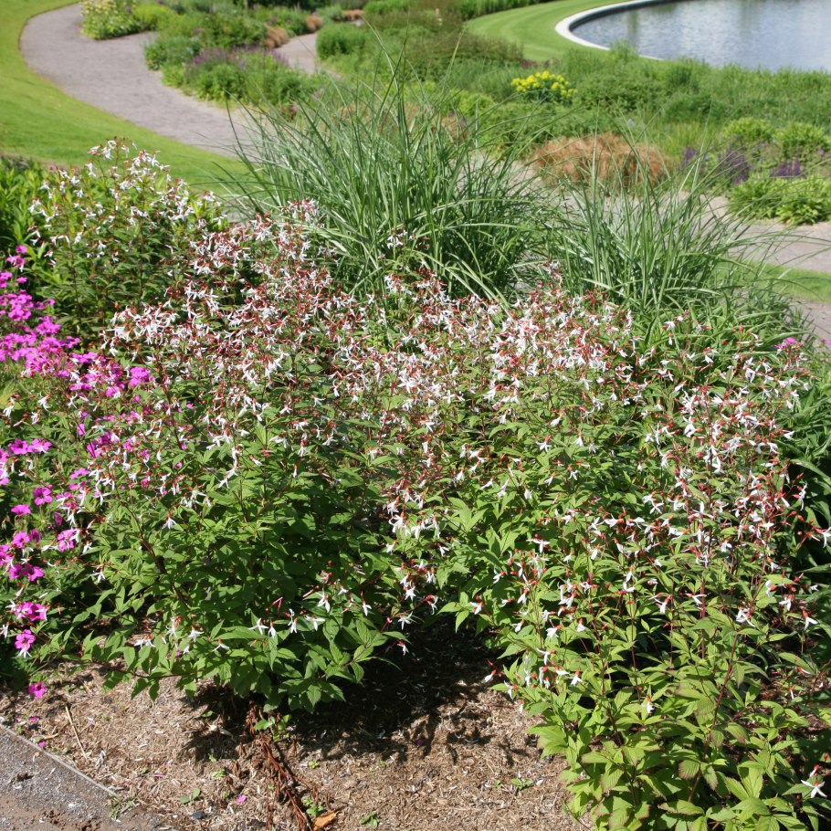 Гилления трехлистная