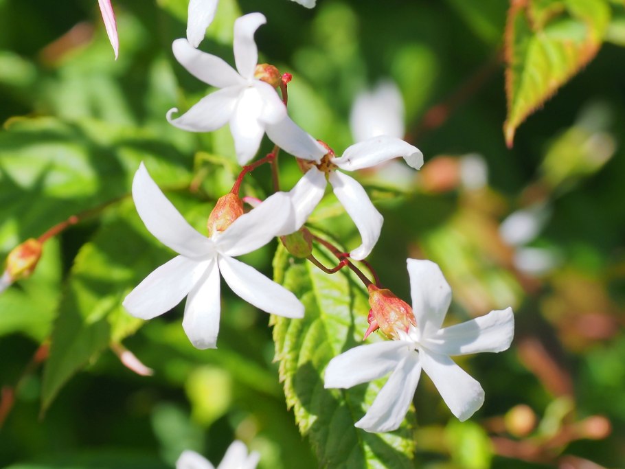 Гилления трифолиата