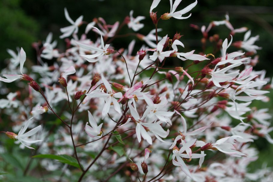 Гилления тройчатая