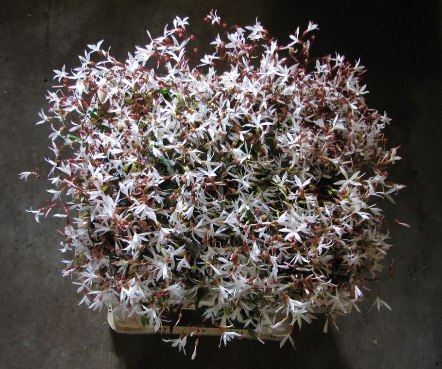 Гилления прилистниковая