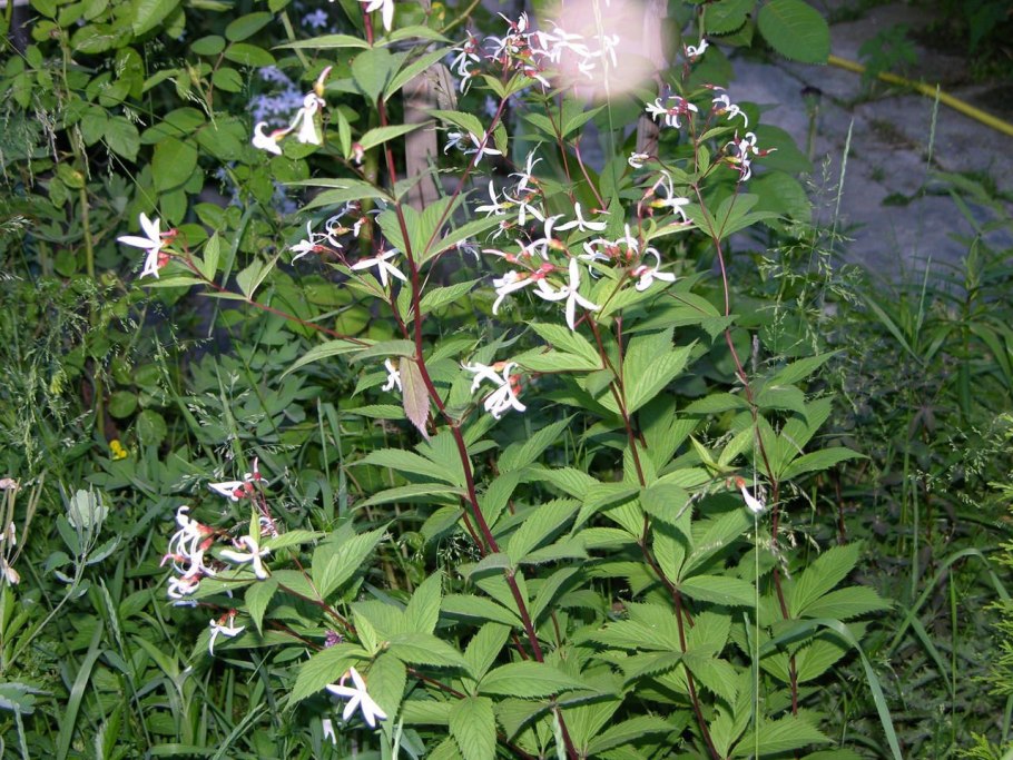 251. Gillenia trifoliata