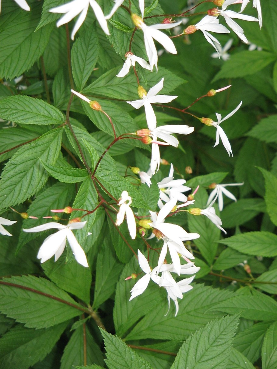 Гилления тройчатая