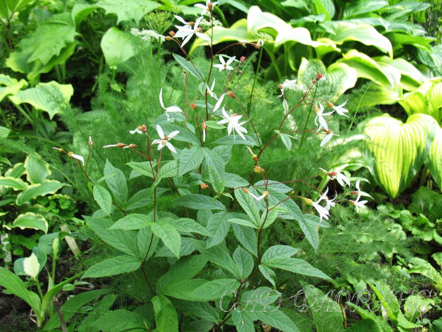 Лиана трехлистная