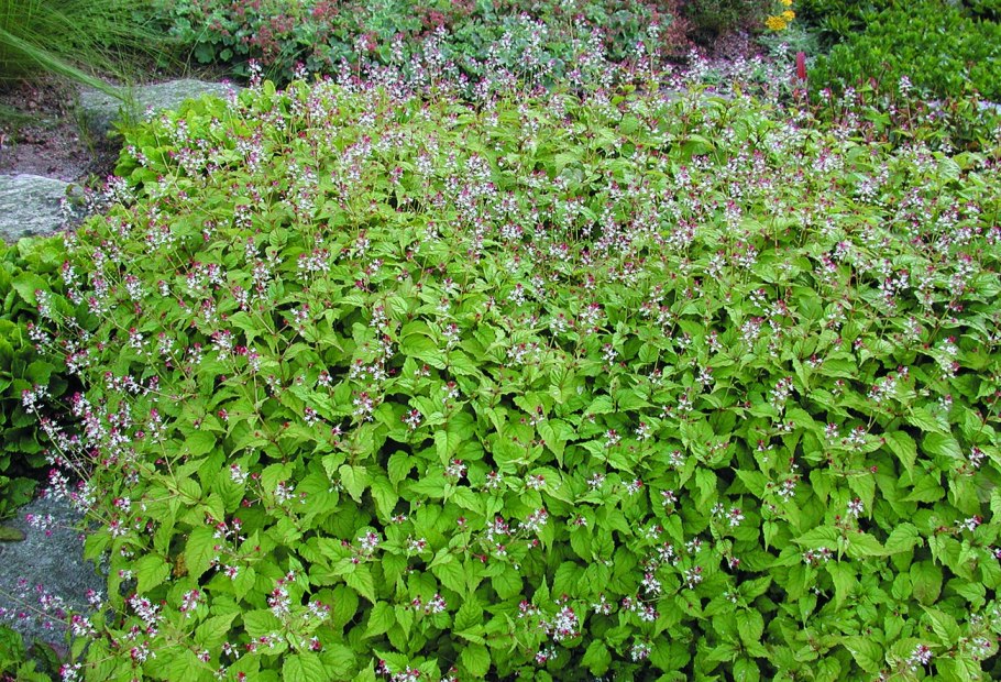 Гилления трехлистная в ландшафтном дизайне