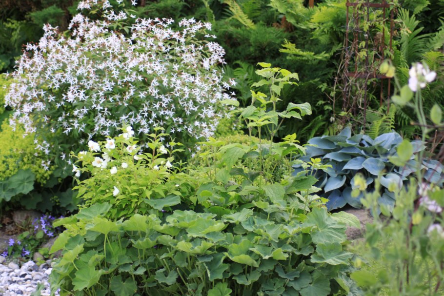 Гилления Pink Profusion