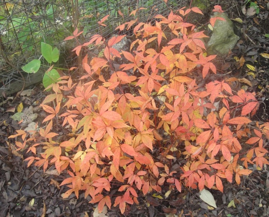 Бокила трехлистная