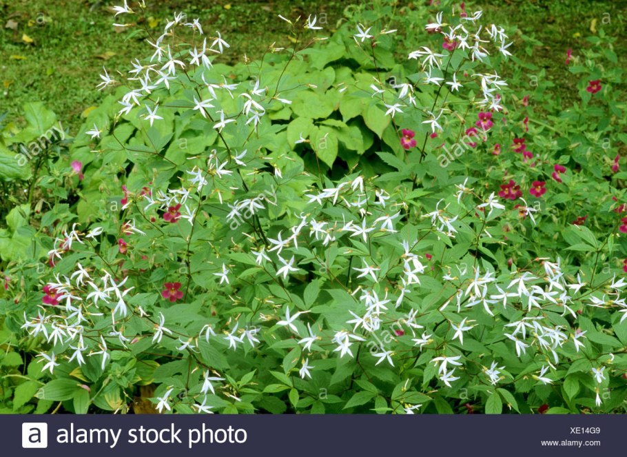 Гилления трехлистная