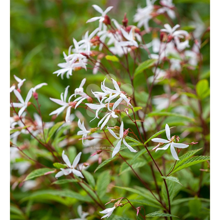 Gillenia trifoliata p 9 3,89