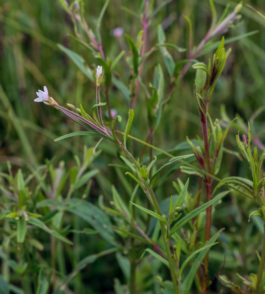 Кипрей болотный (Epilobium palustre)