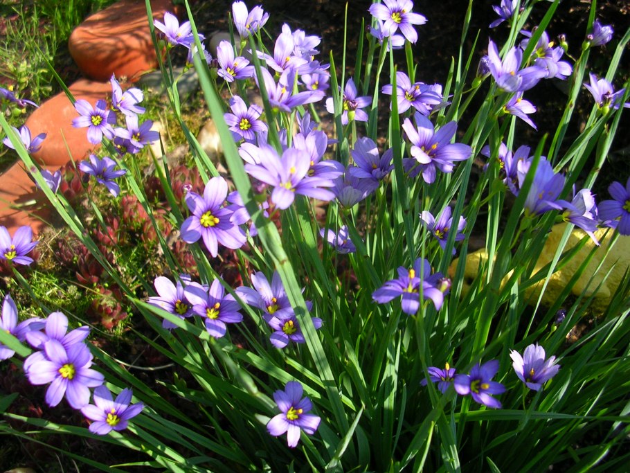 Голубоглазка Северная