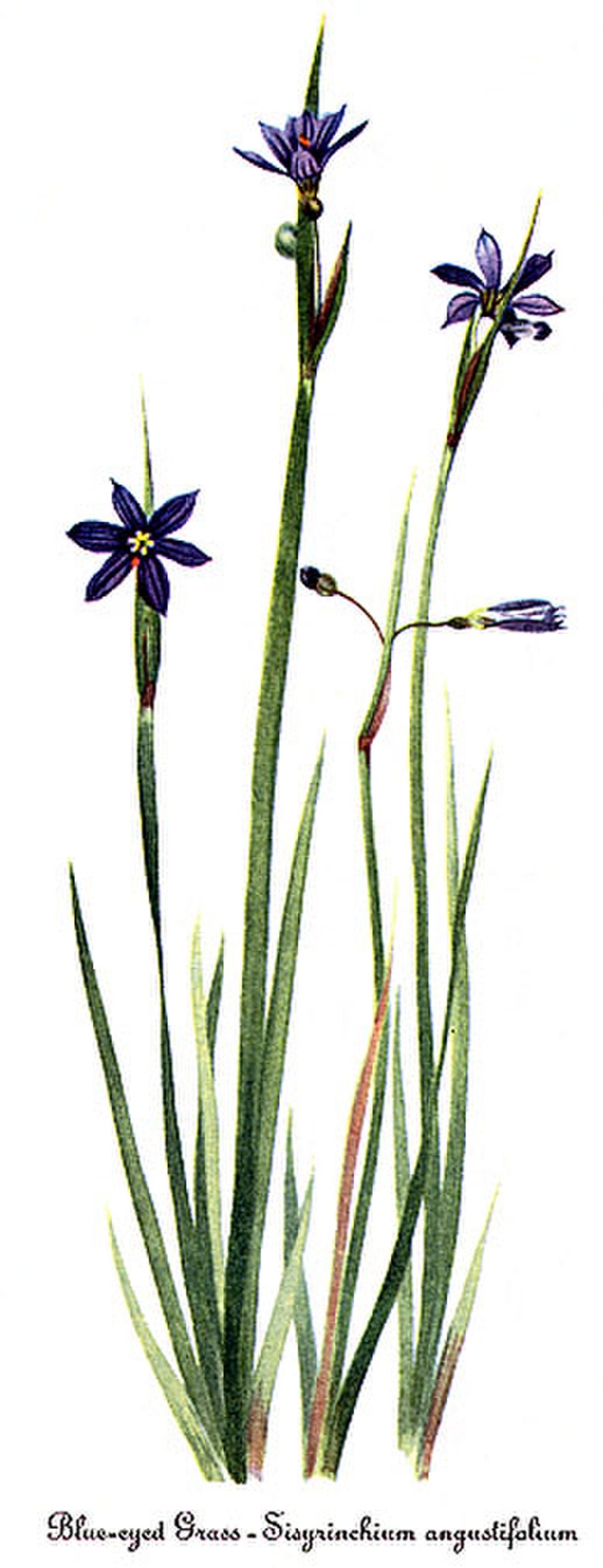 Порода Охос азулес