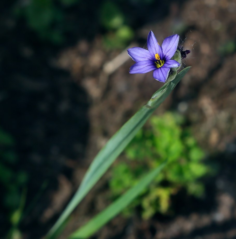 Sisyrinchium Bellum