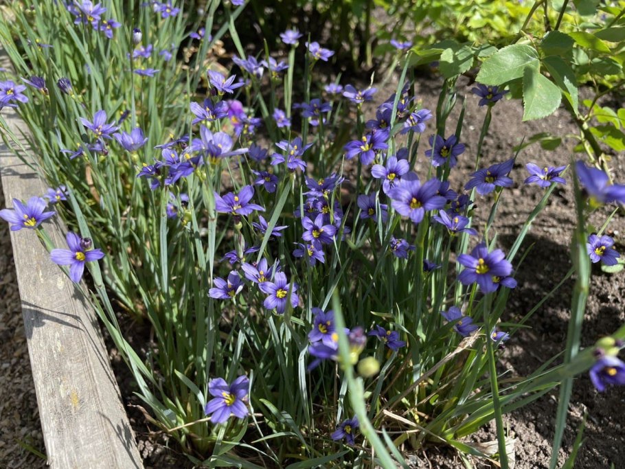 Голубоглазка Горная