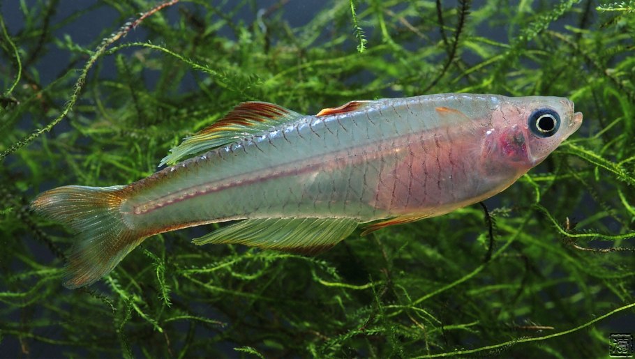 Сизиринхиум полосатый непета